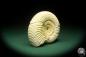 Preview: Perisphinctes spec. (18263) a cephalopod from Madagascar | Fossils | Cephalopods