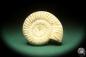 Preview: Perisphinctes spec. (18266) a cephalopod from Madagascar | Fossils | Cephalopods