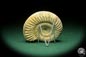 Preview: Perisphinctes spec. (18266) a cephalopod from Madagascar | Fossils | Cephalopods