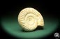 Preview: Perisphinctes spec. (18266) a cephalopod from Madagascar | Fossils | Cephalopods