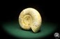 Preview: Perisphinctes spec. (18268) a cephalopod from Madagascar | Fossils | Cephalopods