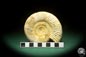 Preview: Perisphinctes spec. (18268) a cephalopod from Madagascar | Fossils | Cephalopods