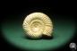 Preview: Perisphinctes spec. (18271) a cephalopod from Madagascar | Fossils | Cephalopods