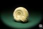 Preview: Perisphinctes spec. (18271) a cephalopod from Madagascar | Fossils | Cephalopods