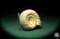 Preview: Perisphinctes spec. (18271) a cephalopod from Madagascar | Fossils | Cephalopods