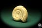 Preview: Prosososphinctes virguloides (18272) a cephalopod from Madagascar | Fossils | Cephalopods