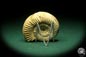 Preview: Prosososphinctes virguloides (18272) a cephalopod from Madagascar | Fossils | Cephalopods