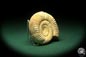 Preview: Prosososphinctes virguloides (18272) a cephalopod from Madagascar | Fossils | Cephalopods