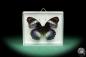 Preview: Hypolimnas salmacis (18435) a butterfly from Africa | Taxidermy | Butterflies