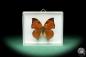 Preview: Zaretis itys isidora (18444) a butterfly from South America | Taxidermy | Butterflies