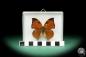 Preview: Zaretis itys isidora (18444) a butterfly from South America | Taxidermy | Butterflies