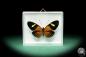 Preview: Eueides tales ssp. (18445) a butterfly from South America | Taxidermy | Butterflies