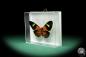 Preview: Eueides tales ssp. (18445) a butterfly from South America | Taxidermy | Butterflies