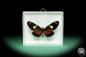 Preview: Heliconius doris (18462) a butterfly from Colombia | Taxidermy | Butterflies