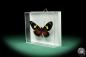 Preview: Heliconius doris (18462) a butterfly from Colombia | Taxidermy | Butterflies