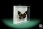 Preview: Heliconius doris (18462) a butterfly from Colombia | Taxidermy | Butterflies