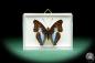 Preview: Doxocopa lavinia ein Schmetterling