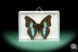 Preview: Doxocopa laurentia (18539) a butterfly from Peru | Taxidermy | Butterflies