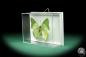 Preview: Charaxes eupale ein Schmetterling