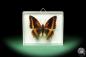 Preview: Charaxes lucretius (18589) a butterfly from Africa | Taxidermy | Butterflies