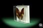 Preview: Charaxes lucretius (18589) a butterfly from Africa | Taxidermy | Butterflies