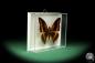 Preview: Charaxes lucretius (18589) a butterfly from Africa | Taxidermy | Butterflies