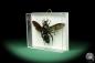 Preview: Megascolia procer (18592) a insect from Southeast Asia | Taxidermy | Other Insects