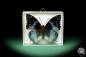 Preview: Charaxes smaragdalis ein Schmetterling