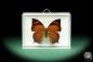 Preview: Fountainea eurypyle (18634) a butterfly from South America | Taxidermy | Butterflies