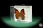 Preview: Fountainea eurypyle (18634) a butterfly from South America | Taxidermy | Butterflies