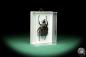 Preview: Fornasinius fornasini (18675) a beetle from East Africa | Taxidermy | Beetles