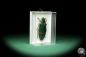 Preview: Catoxantha opulenta (18701) a beetle from Malaysia | Taxidermy | Beetles