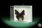 Preview: Doxocopa elis (18709) a butterfly from South America | Taxidermy | Butterflies