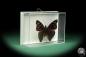 Preview: Doxocopa elis (18709) a butterfly from South America | Taxidermy | Butterflies