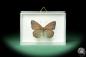 Preview: Sevenia pechueli ein Schmetterling
