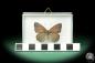 Preview: Sevenia pechueli ein Schmetterling