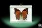 Preview: Anaea chrysophana tehuana (18731) a butterfly from North America | Taxidermy | Butterflies