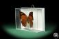 Preview: Anaea chrysophana tehuana (18731) a butterfly from North America | Taxidermy | Butterflies