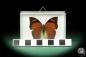 Preview: Anaea chrysophana tehuana (18731) a butterfly from North America | Taxidermy | Butterflies