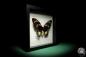 Preview: Ornithoptera priamus poseidon ein Schmetterling