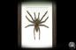 Preview: Citharacanthus spinicrus (18767) a arachnid from Caribbean | Taxidermy | Spiders & Scorpions