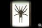 Preview: Citharacanthus spinicrus (18768) a arachnid from Caribbean | Taxidermy | Spiders & Scorpions