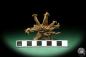 Preview: Harpagophytum procumbens (18865) a dried fruit from South Africa | Dried fruit