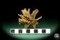 Preview: Harpagophytum procumbens (18876) a dried fruit from South Africa | Dried fruit