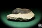 Preview: Reedops cephalotes hamlagdadianus (18937) a trilobite from Morocco | Fossils | Trilobites