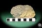 Preview: Reedops cephalotes hamlagdadianus (18937) a trilobite from Morocco | Fossils | Trilobites