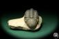 Preview: Reedops cephalotes hamlagdadianus (18939) a trilobite from Morocco | Fossils | Trilobites