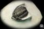 Preview: Diademaproetus cf. antatlasius (18944) a trilobite from Southeast Morocco | Fossils | Trilobites