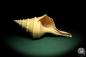 Preview: Syrinx aruana (18946) a snail from Northern Australia | Conchylia | Snails