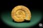 Preview: Perisphinctes spec. (18954) a cephalopod from Madagascar | Fossils | Cephalopods